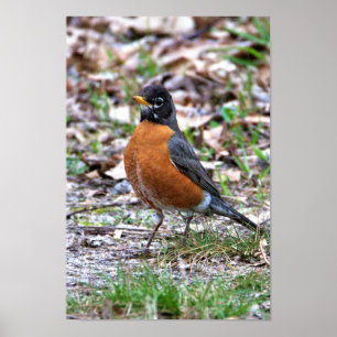 Robin Foto Poster