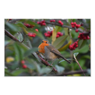 Robin Fotodruck