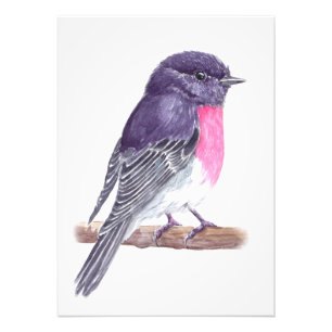 Robin Fotodruck