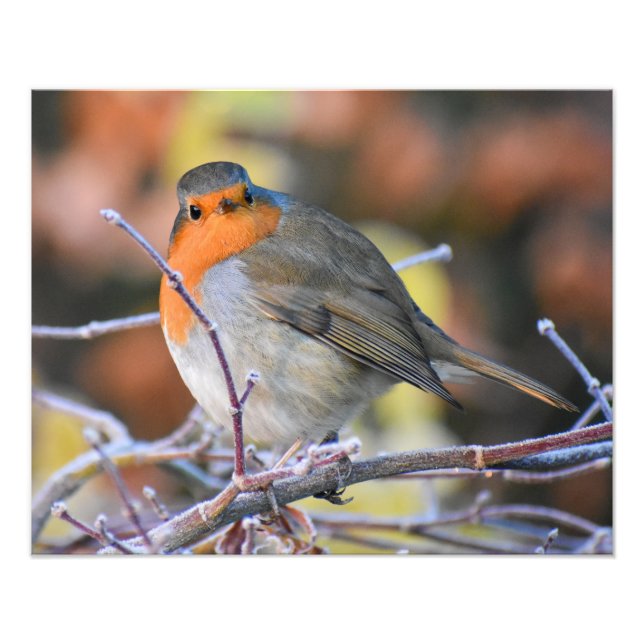 Robin Fotodruck (Vorne)