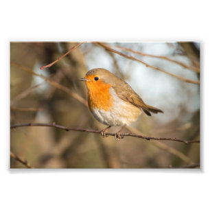 Robin Fotodruck