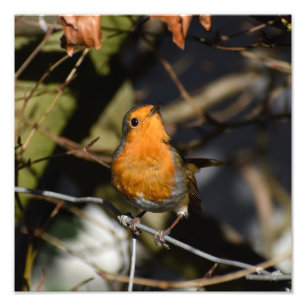 Robin Fotodruck