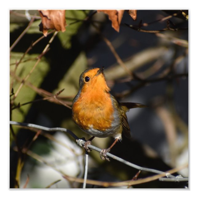Robin Fotodruck (Vorne)