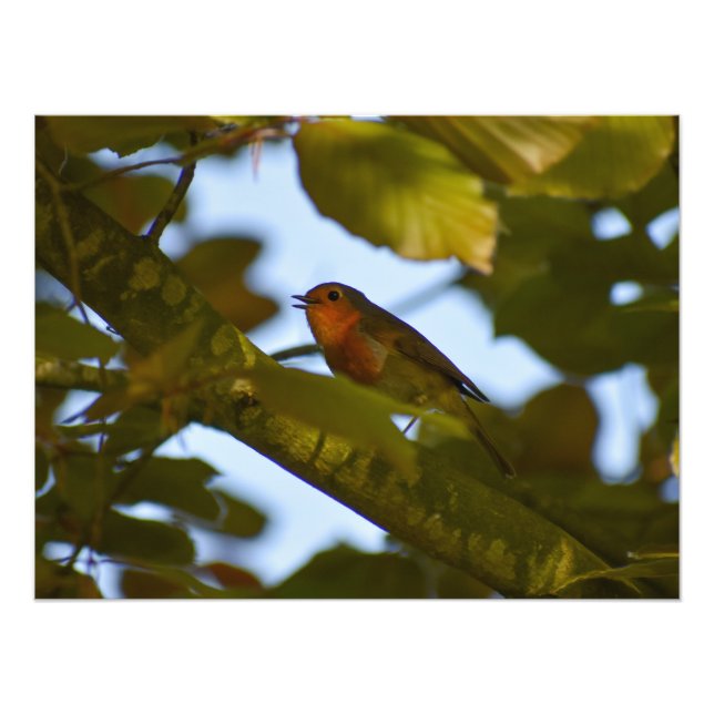 Robin Fotodruck (Vorne)