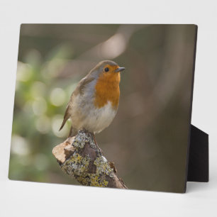 Robin Fotoplatte