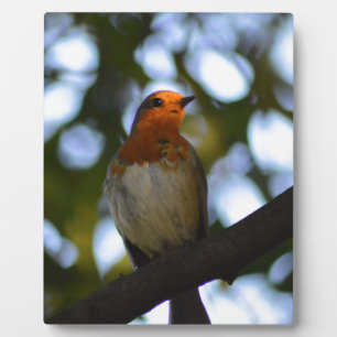 Robin Fotoplatte