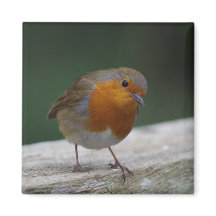 Robin Fridge Magnet