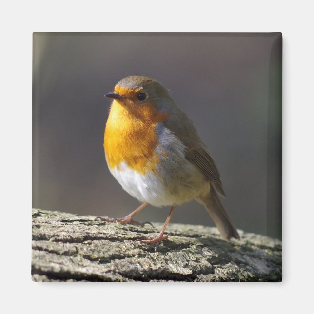 Robin Fridge Magnet (Vorne)