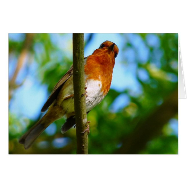 ROBIN GREETINGS CARD (Vorderseite (Horizontal))