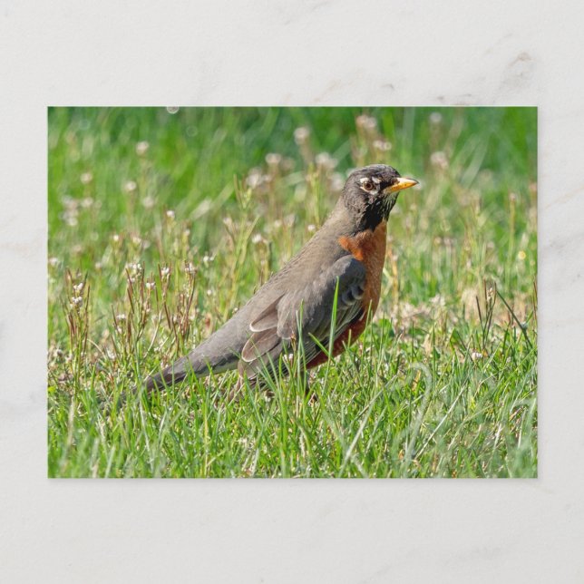 Robin im Gras und Sonnenlicht Postkarte (Vorderseite)
