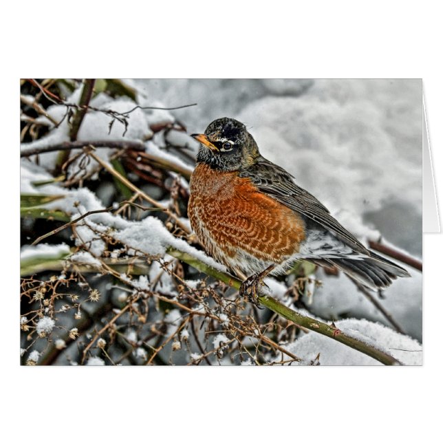 Robin im Schnee (Vorderseite (Horizontal))