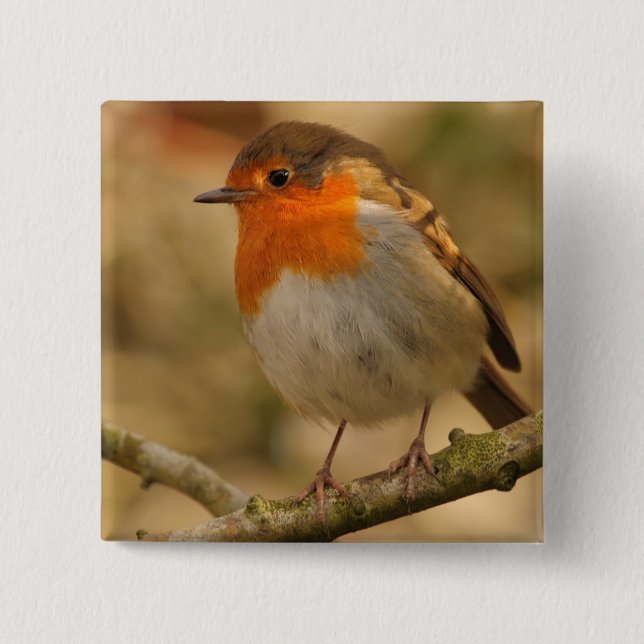 Robin im Sonnenschein Button (Vorderseite)