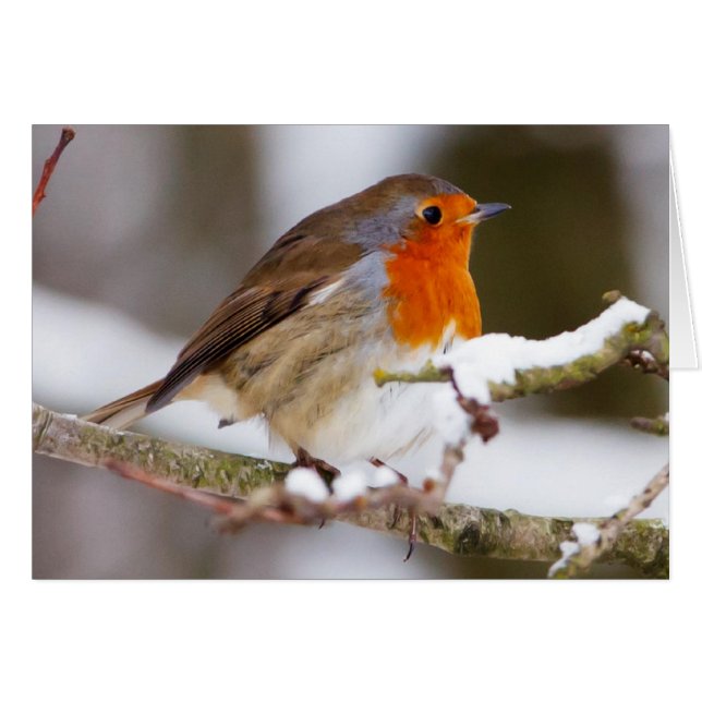Robin im Winter (Vorderseite (Horizontal))