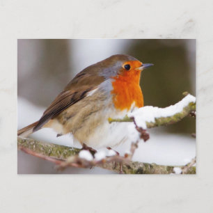 Robin im Winter Postkarte