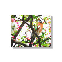 Robin in Blooming Crabapple Tree Print Leinwand