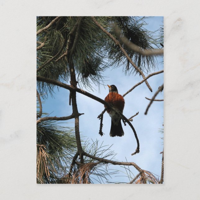 Robin in einem Kiefernbaum Postkarte (Vorderseite)