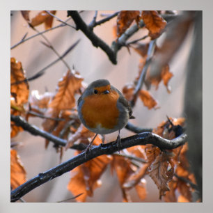 Robin in Hecken Poster