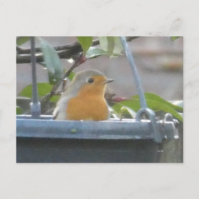 Robin in Pflanze Pot DIY Postcard Postkarte (Vorderseite)