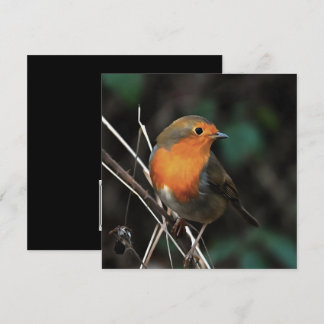 Robin ist ein glänzender Tag in der Kunst der Akro Einladung