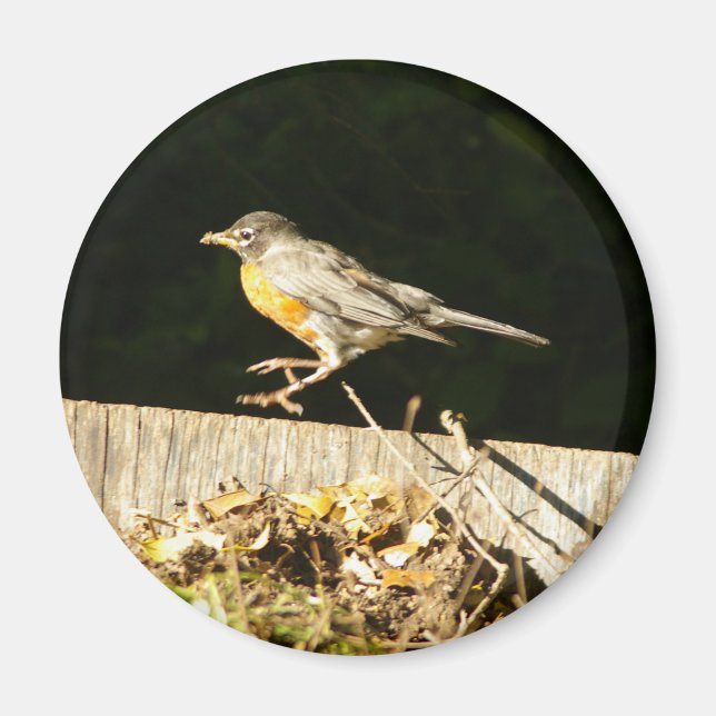 Robin Magnet (Vorne)