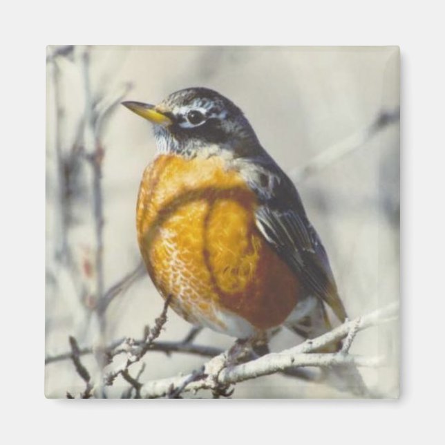 Robin Magnet (Vorne)