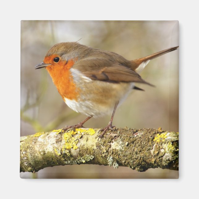 Robin Magnet (Vorne)