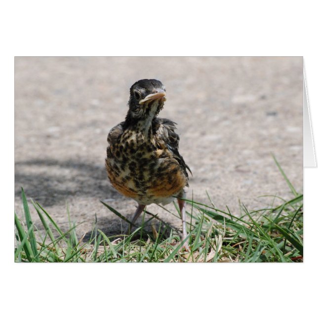 Robin mit Attitude (Vorderseite (Horizontal))