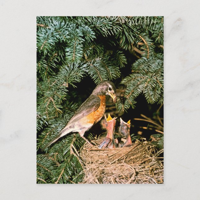 Robin mit Chicks Postkarte (Vorderseite)