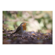 Robin Nature Foto