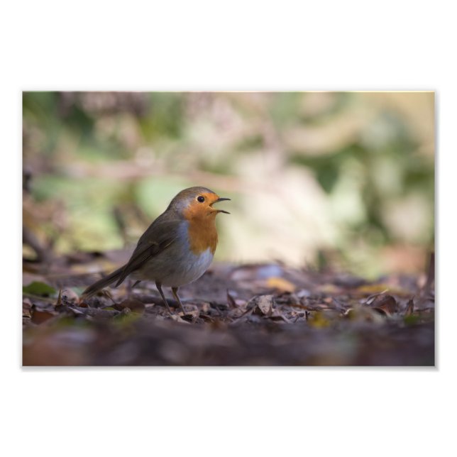 Robin Nature Foto (Vorne)
