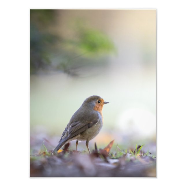 Robin Nature Foto (Vorne)