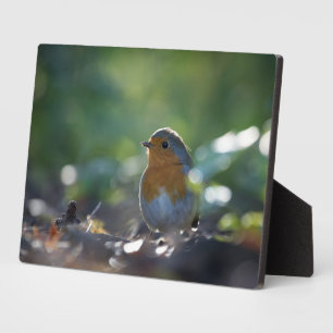 Robin Nature Foto Fotoplatte