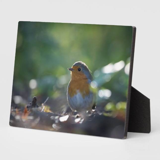 Robin Nature Foto Fotoplatte (Seite)