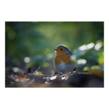 Robin Nature Foto