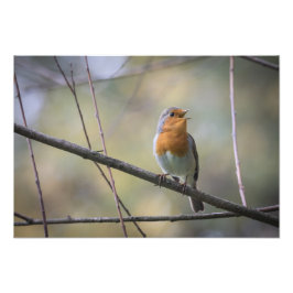 Robin Nature Foto singen