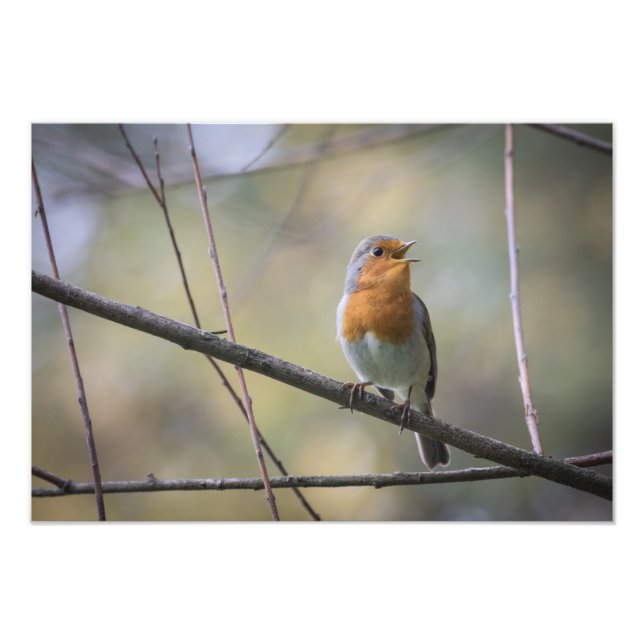 Robin Nature Foto singen (Vorne)
