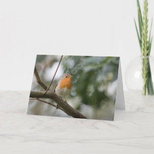 Robin nature photo karte