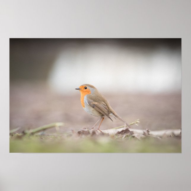 Robin Nature Photo Poster (Vorne)