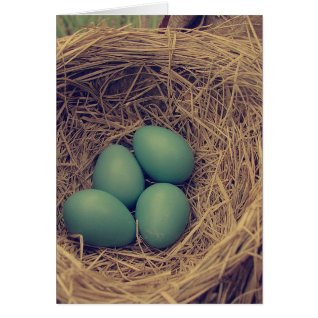 Robin Nest und Eier (Vorne)