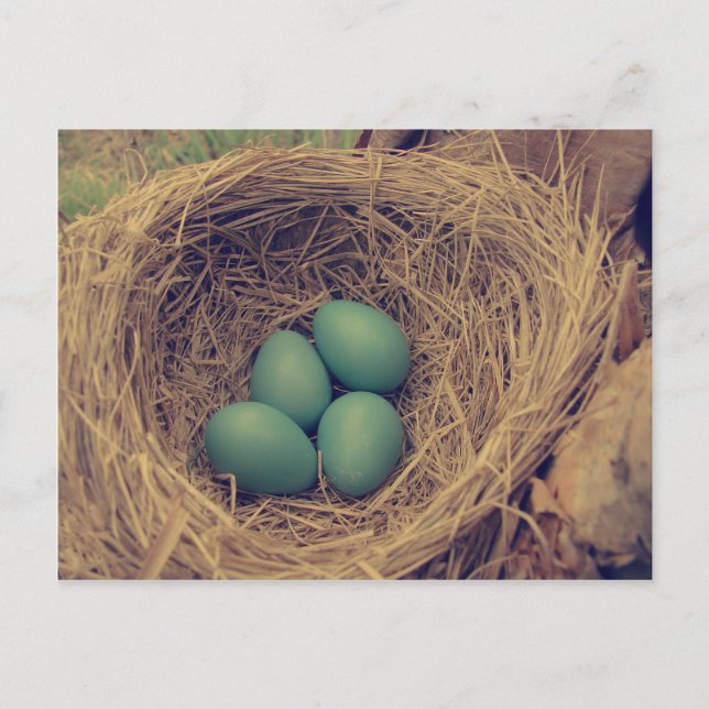 Robin Nest und Eier Postkarte (Vorderseite)