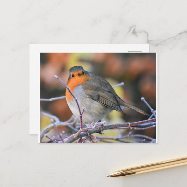 Robin on a Frosty Twig Postkarte (Vorderseite/Rückseite Beispiel)