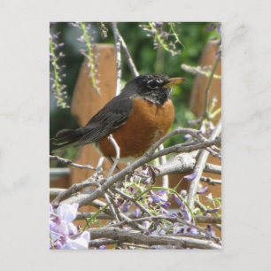 Robin On Branch Postkarte