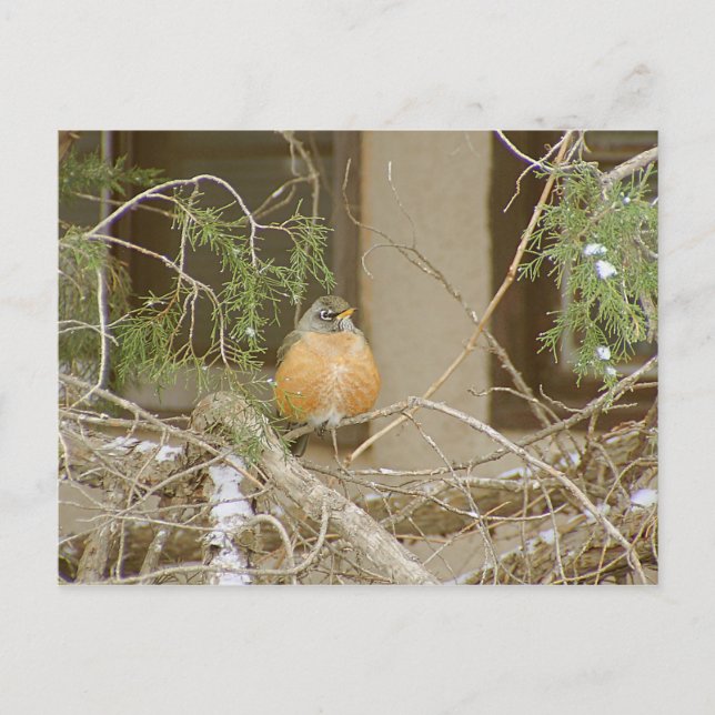 Robin On Snowy Juniper Postkarte (Vorderseite)