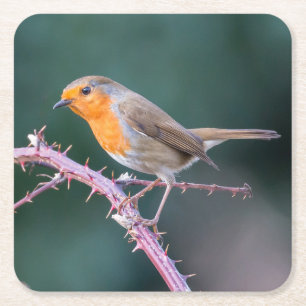Robin Perched auf einer BlackBerry-Zweigniederlass Rechteckiger Pappuntersetzer