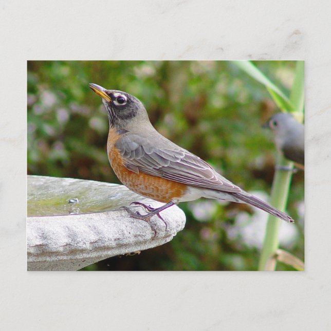 Robin Postcard Postkarte (Vorderseite)