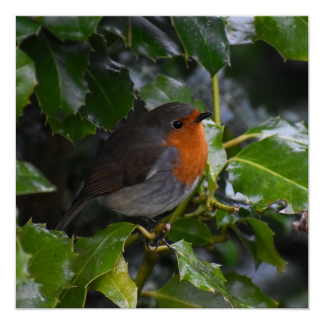 Robin Poster (Vorderseite)