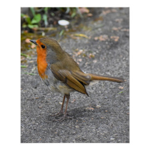 Robin Poster