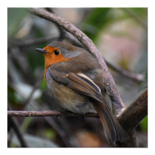 Robin Poster