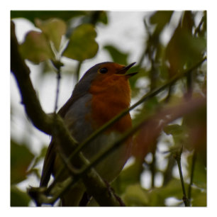 Robin Poster