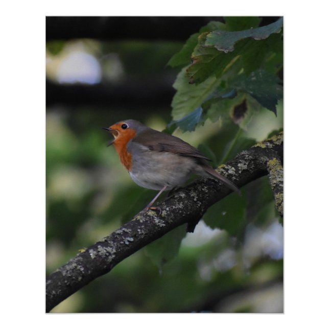 Robin Poster (Vorderseite)